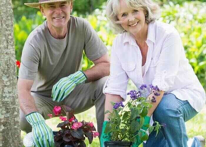 Button Dripper Irrigation for Apple Orchards in Kenya | Goko Horticulture