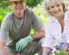 Button Dripper Irrigation for Apple Orchards in Kenya | Goko Horticulture
