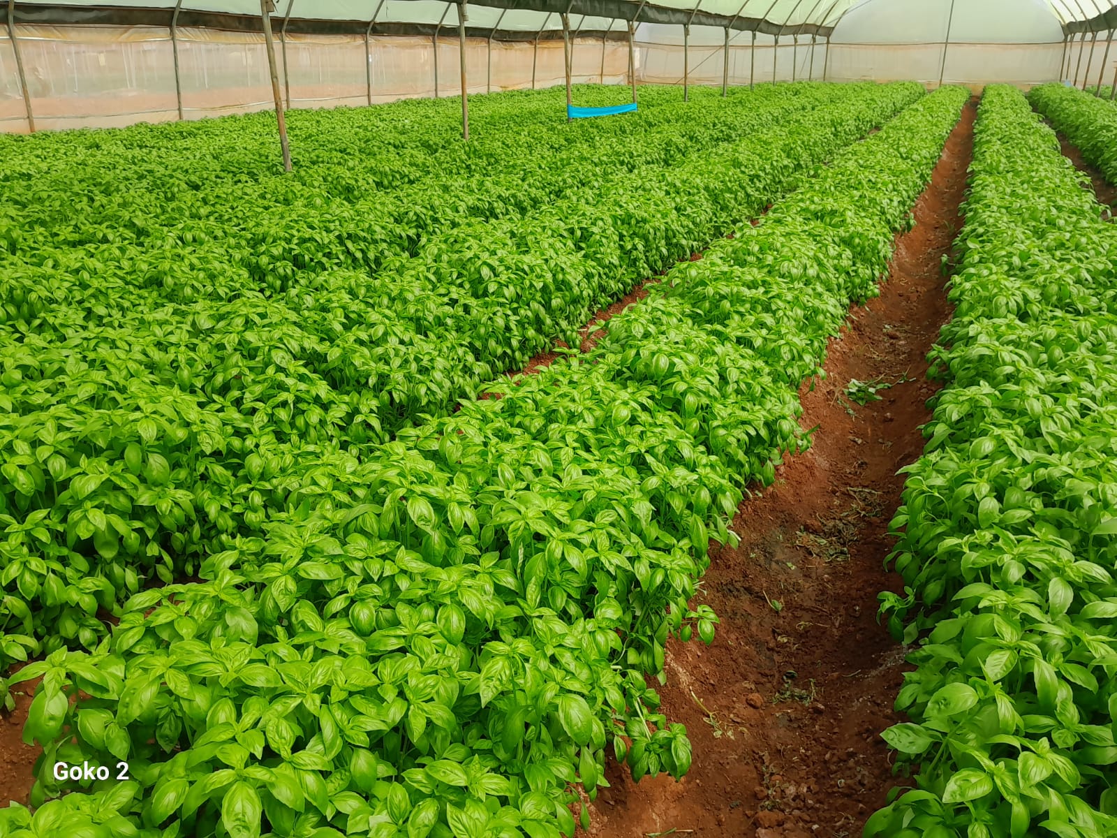 Growing Basil Like a Pro: Feeding, Spraying & Cultural Practices for High Yields