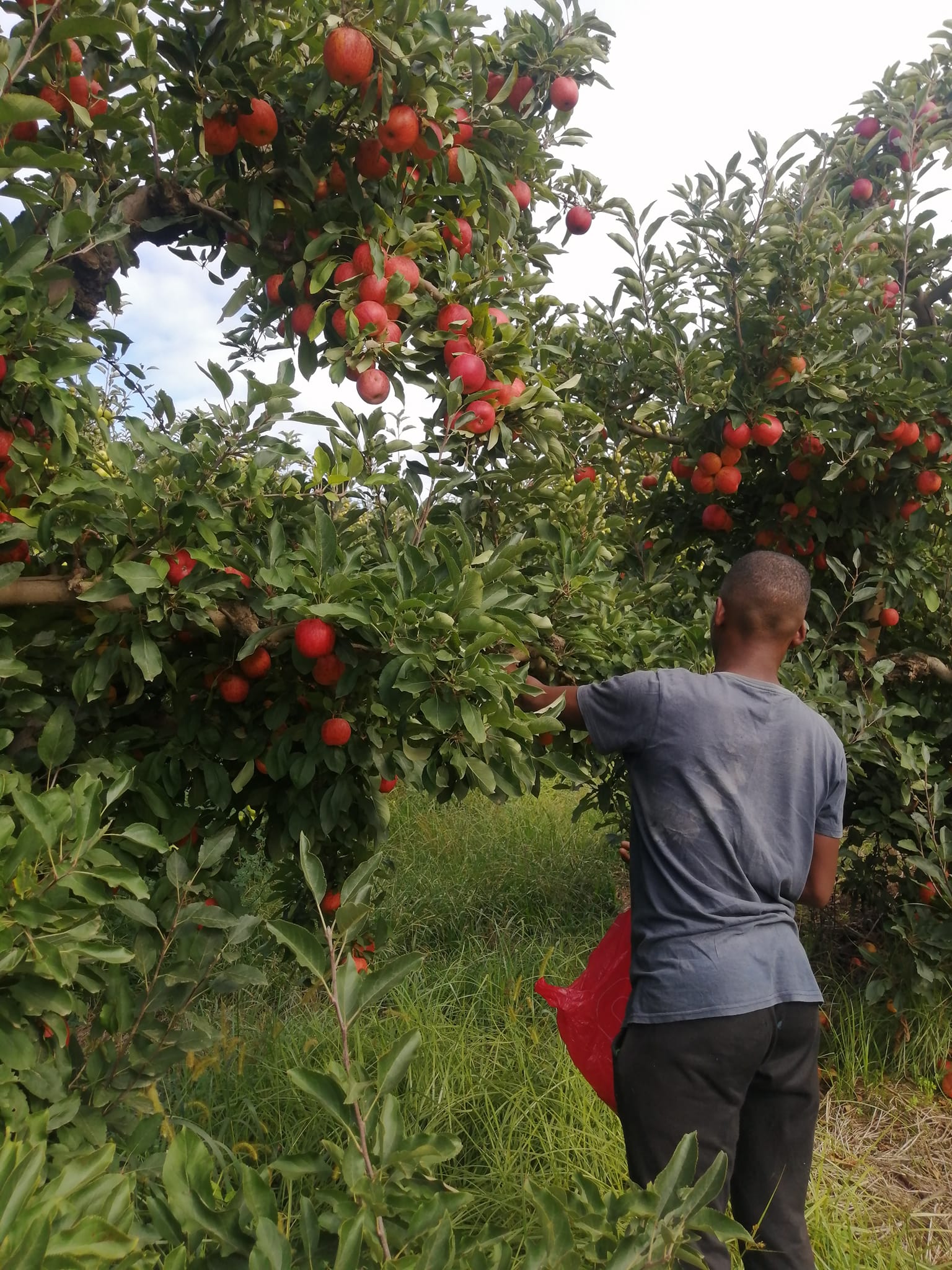 Establishing an Apple Orchard in Kenya | Irrigation & Agronomy by Goko Horticulture